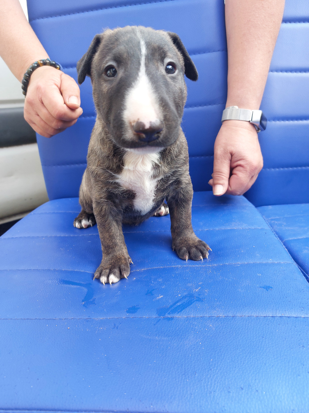 d'Emiloliv - Chiots disponibles - Bull Terrier