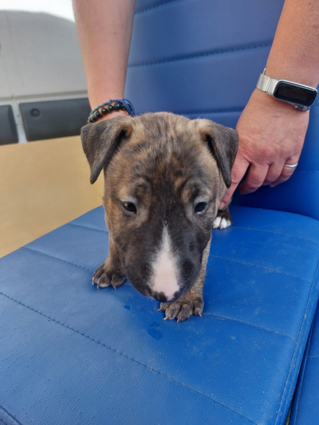d'Emiloliv - Chiots disponibles - Bull Terrier
