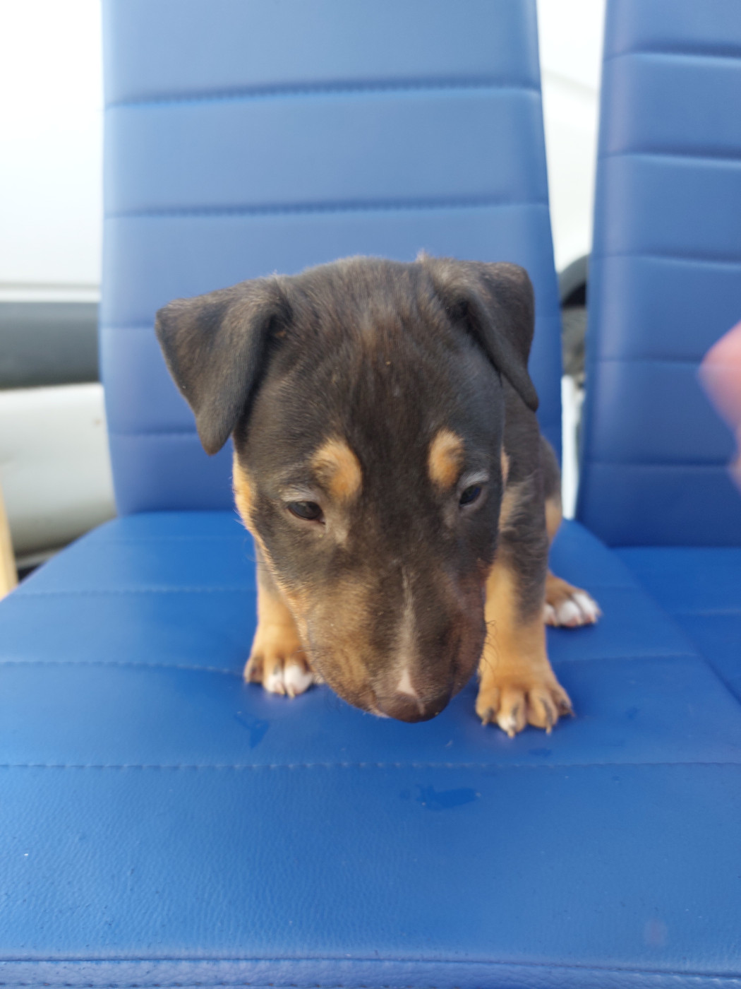 d'Emiloliv - Chiots disponibles - Bull Terrier