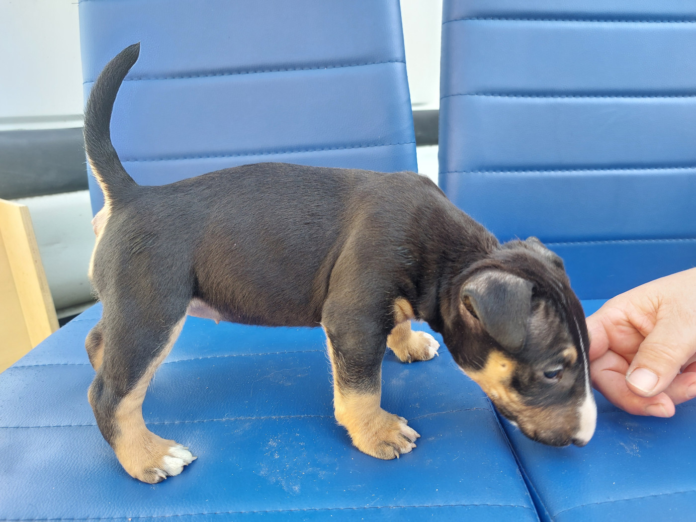 d'Emiloliv - Chiots disponibles - Bull Terrier