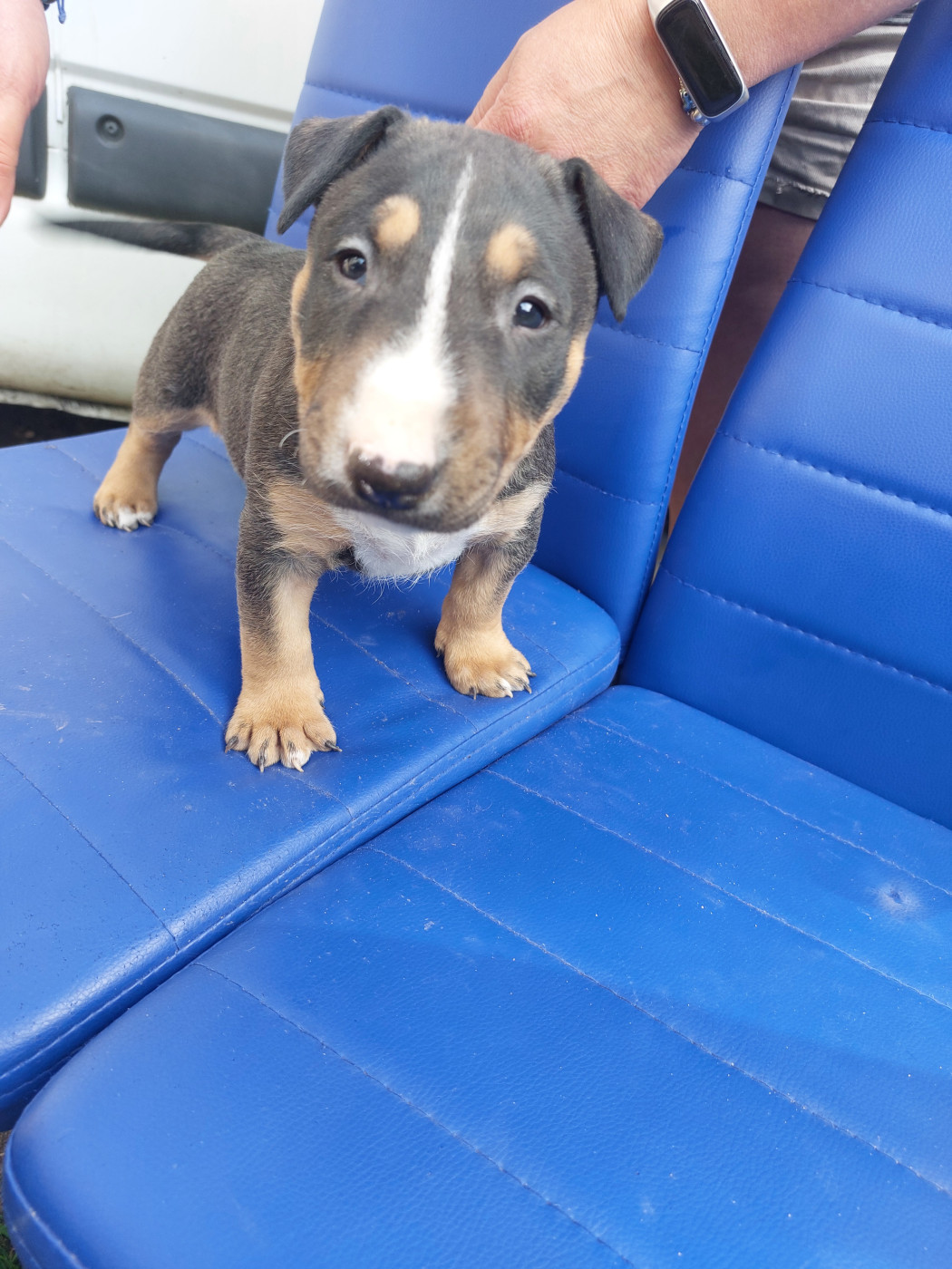 d'Emiloliv - Chiots disponibles - Bull Terrier