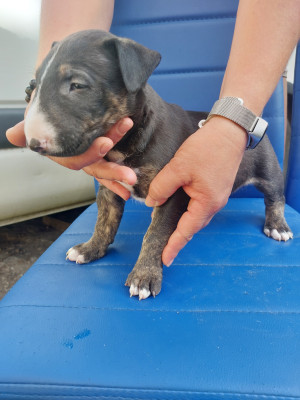 N6 MALE BLACK BRINDLE gros modele