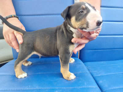 N5 MALE TRICOLORE PETIT MODELE